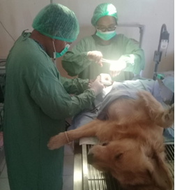 Sterilisasi pada Anjing